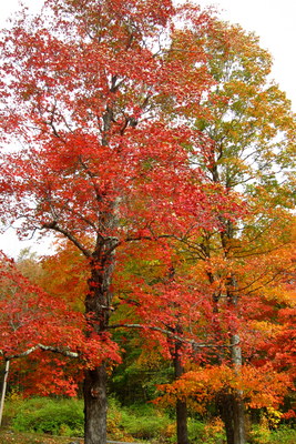 cc9a3674561b9825b91ab3f3d6553e4c